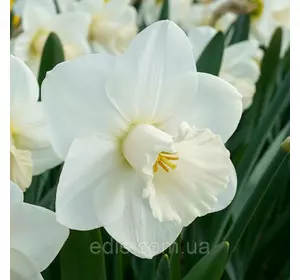 Нарцис трубчастий Snowboard (Сноубоод) 2 шт./уп. Нарцис трубчастий Snowboard (Сноубоод) 2 шт./уп.