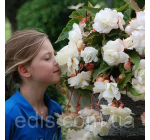 Бегонія Parfum Pastel White (з ароматом), 1 бульба Бегонія Parfum Pastel White (з ароматом), 1 бульба