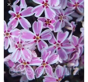 Флокс шилоподібний Кімоно рожевий з білою облямівкою Флокс шилоподібний Кімоно рожевий з білою облямівкою