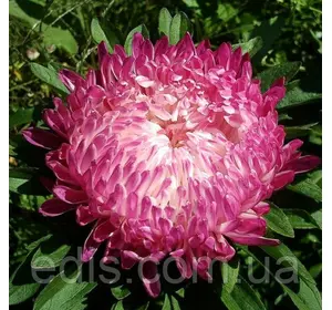 Айстра півонієподібна Сива Дама (червона) 0.3 г насіння Яскрава Айстра півонієподібна Сива Дама (червона) 0.3 г насіння Яскрава