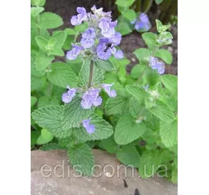 Котовник (Котяча м'ята) Фассена Six Hills Giant (контейнер 0.5 л) Котовник (Котяча м'ята) Фассена Six Hills Giant (контейнер 0.5 л)