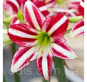 Гіппеаструм простий Santiago (Сент'яго) 1 цибулина 24/26 Гіппеаструм простий Santiago (Сент'яго) 1 цибулина 24/26