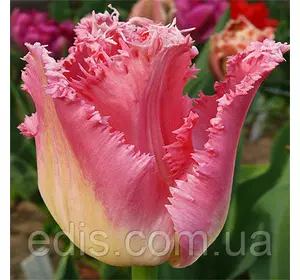 Тюльпан Dallas (Даллас) оторочений 3 цибулини Тюльпан Dallas (Даллас) оторочений 3 цибулини