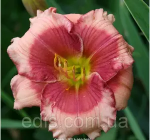 Лілейник Dragon Eye Лілейник Dragon Eye