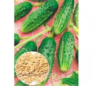 Огірок корнішон Трой F1 50 г, вагове насіння Яскрава Огірок корнішон Трой F1 50 г, вагове насіння Яскрава
