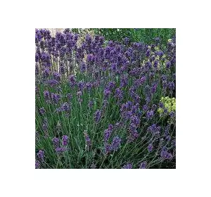 Лаванда Munstead в контейнері Р9 Лаванда Munstead в контейнері Р9