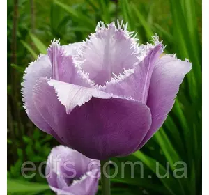 Тюльпан Blue Heron (Блу Херон) оторочений 3 цибулини Тюльпан Blue Heron (Блу Херон) оторочений 3 цибулини