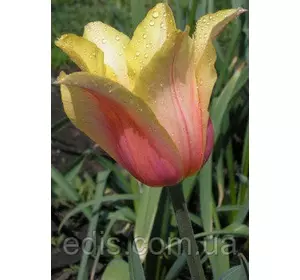 Тюльпан гігантський Blushing Beauty (Блашин Б'юті) 3 цибулинки Тюльпан гігантський Blushing Beauty (Блашин Б'юті) 3 цибулинки