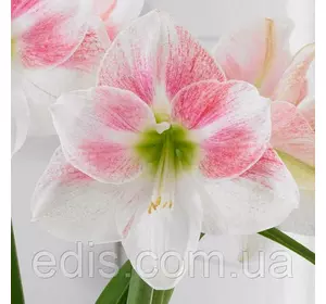 Гіппеаструм Rosy Star ( Розі Стар) в горщику Гіппеаструм Rosy Star ( Розі Стар) в горщику