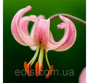 Лілія Мартагон P 333 (JW27) 1 цибулина 14/16 Лілія Мартагон P 333 (JW27) 1 цибулина 14/16