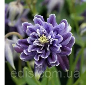 Аквілегія махрова Christa Barlow (Кріста Барлоу) кореневище Аквілегія махрова Christa Barlow (Кріста Барлоу) кореневище