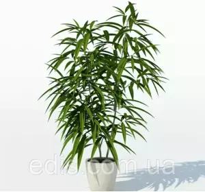 Фікус Біннендійка Алі Кімнатна рослина h=20 див. Ø=P9 Фікус Біннендійка Алі Кімнатна рослина h=20 див. Ø=P9