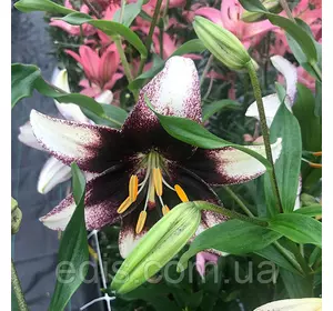 Лілія азіатська Stracciatella Event 1 цибулина 12/14 Лілія азіатська Stracciatella Event 1 цибулина 12/14