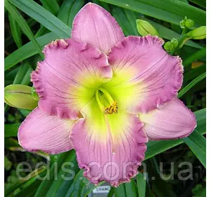 Лілейник Chance Encounter Лілейник Chance Encounter