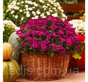 Хризантема Arluno (Арлуно) фіолетова контейнер 0,5 л Хризантема Arluno (Арлуно) фіолетова контейнер 0,5 л