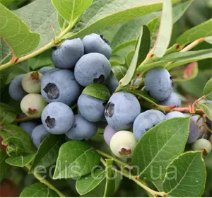 Лохина Бриджита Блю (пізня) Лохина Бриджита Блю (пізня)