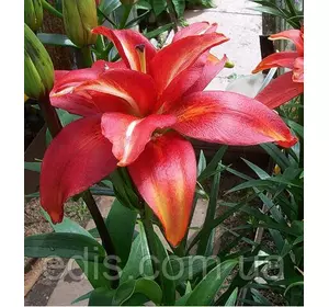 Лілія азіатська махрова Sphinx (Сфінкс) 1 цибулина 12/14 Лілія азіатська махрова Sphinx (Сфінкс) 1 цибулина 12/14