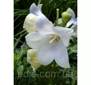 Платикодон Albus (широкодзвоник високий) корневище АА Платикодон Albus (широкодзвоник високий) корневище АА