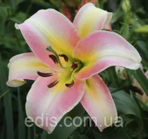 Лілія ОТ гібрид Urandi (Уранді) 1 цибулина 12/14 Лілія ОТ гібрид Urandi (Уранді) 1 цибулина 12/14