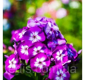 Флокс Uspech кореневище Флокс Uspech кореневище