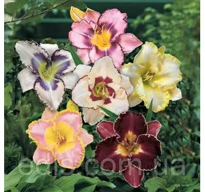 Лілейник суміш 3 сортів Лілейник суміш 3 сортів