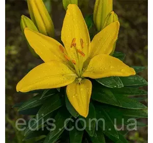 Лілія низькоросла Rio de Janeiro 1 цибулина 14/16 Лілія низькоросла Rio de Janeiro 1 цибулина 14/16