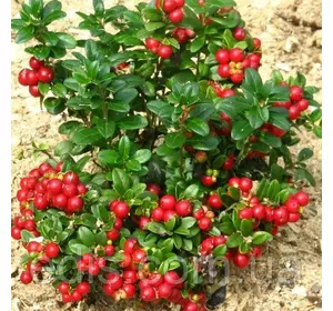 Брусниця Руно Білявське Брусниця Руно Білявське