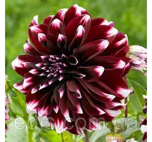 Жоржина високоросла декоративна Contraste Жоржина високоросла декоративна Contraste