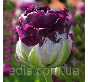 Тюльпан махровий пізній Wow Blue 3 цибулини Тюльпан махровий пізній Wow Blue 3 цибулини