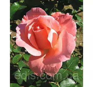 Троянда Ленні (Lenny) чайно-гібридна Троянда Ленні (Lenny) чайно-гібридна