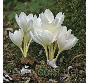 Колхикум (пізньоцвіт) Album 1 цибулина Колхикум (пізньоцвіт) Album 1 цибулина