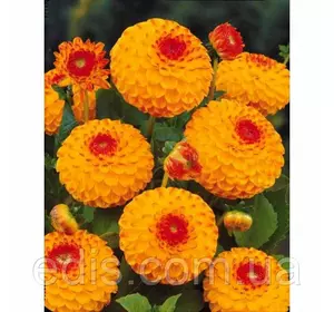 Жоржина Помпонная Glow Жоржина Помпонная Glow