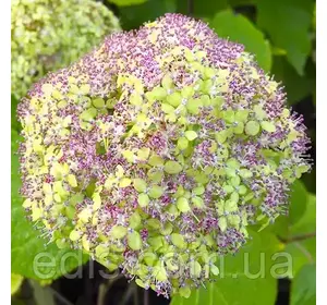 Гортензія Lime Rickey (Лайм Рікі) деревоподібна у контейнері 2 л Гортензія Lime Rickey (Лайм Рікі) деревоподібна у контейнері 2 л