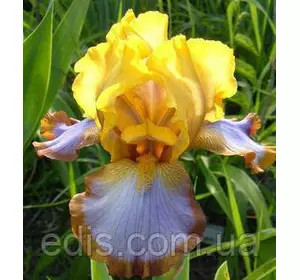 Ірис бородатий Brown Lasso Ірис бородатий Brown Lasso
