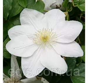 Клематис Marie Boisselot Клематис Marie Boisselot