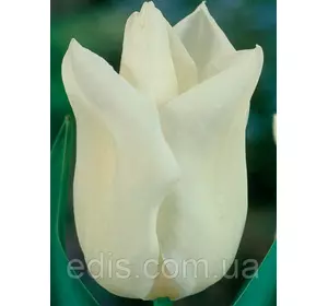 Тюльпан Тріумф White Dream 3 цибулинки Тюльпан Тріумф White Dream 3 цибулинки