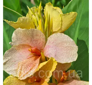 Канна низькоросла Chou Chou (Чоу Чоу) Канна низькоросла Chou Chou (Чоу Чоу)