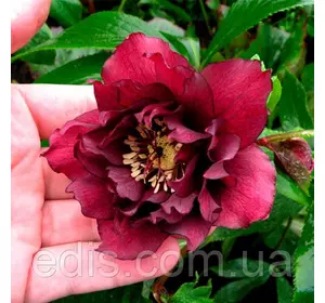 Морозник махровий гібридний Red Promise (Ред Промис ) у контейнері Морозник махровий гібридний Red Promise (Ред Промис ) у контейнері