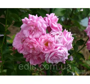 Троянда в'юнка Чаплинз Пінк (Chaplin's Pink) Троянда в'юнка Чаплинз Пінк (Chaplin's Pink)