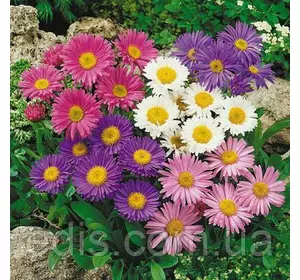 Айстра Альпійська суміш 0,2 г насіння Яскрава Айстра Альпійська суміш 0,2 г насіння Яскрава