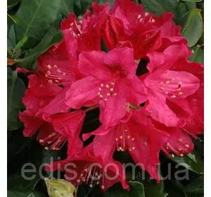 Рододендрон Nova Zembla у контейнері Рододендрон Nova Zembla у контейнері