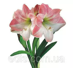 Гіппеаструм махровий Apple Blossom (Епл Блоссом) 1 цибулина 24/26 Гіппеаструм махровий Apple Blossom (Епл Блоссом) 1 цибулина 24/26