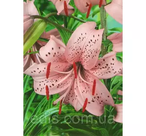 Лілія звисаюча Pink Giant (Пінк Гіант) 1 цибулина 12/14 Лілія звисаюча Pink Giant (Пінк Гіант) 1 цибулина 12/14