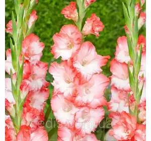 Гладіолус Pink Lady (Пінк Леді) 3 шт/уп Гладіолус Pink Lady (Пінк Леді) 3 шт/уп