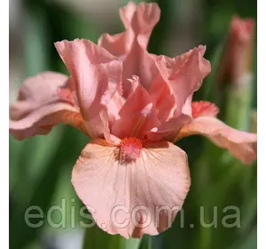 Ірис карликовий Pussycat Pink Ірис карликовий Pussycat Pink