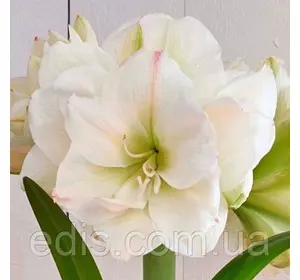 Гіппеаструм махровий White Amadeus 24/26 Гіппеаструм махровий White Amadeus 24/26