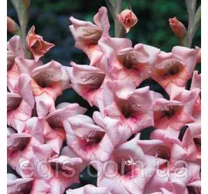 Гладіолус бамбіно Bastia (2 квітконоса) 3 шт./уп. Гладіолус бамбіно Bastia (2 квітконоса) 3 шт./уп.