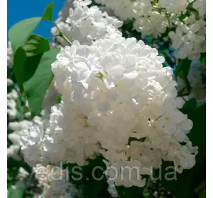 Бузок Монблан (щеплені саджанці) Бузок Монблан (щеплені саджанці)