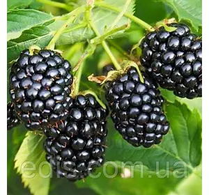 Ожина Джамбо (Jumbo) середньостигла Ожина Джамбо (Jumbo) середньостигла