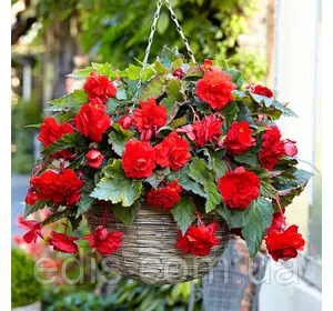 Бегонія бульбова Ампельна з гігантською квіткою Червона, 1 бульба Бегонія бульбова Ампельна з гігантською квіткою Червона, 1 бульба